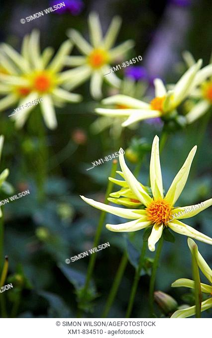 Yellow dahlia flowers in a garden