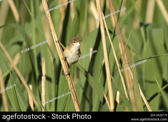 Reed Warbler-Acrocephalus scirpaceus. Spring