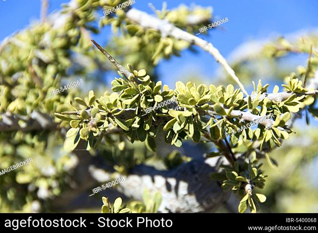 Stinking Bush, stink shepherd's tree (Boscia foetida), Stinking Shepherd's Tree, Stinking Witgat Tree, Namibia, Africa
