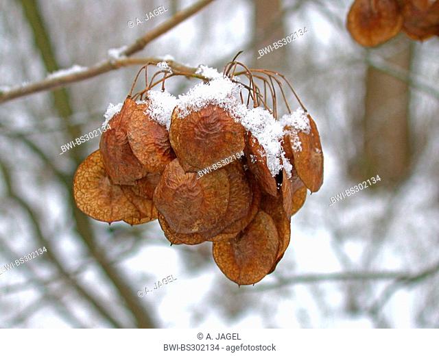 wafer ash, hop tree, stinking ash (Ptelea trifoliata), fruits on a branch in winter