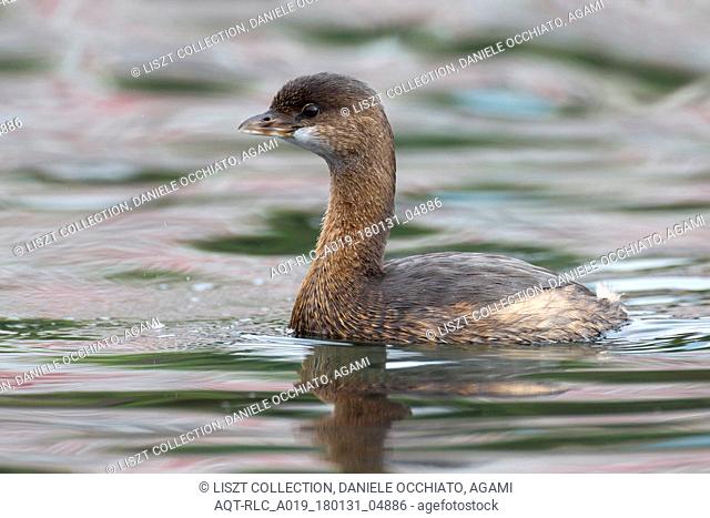 Lost Pied-billed Grebe on the Azores, Pied-billed Grebe, Podilymbus podiceps