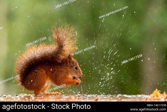 red squirrel standing in the rain