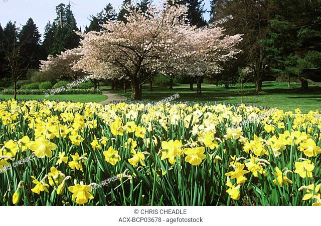 Stanley Park daffodils and blossoms in springtime, Vancouver, British Columbia, Canada