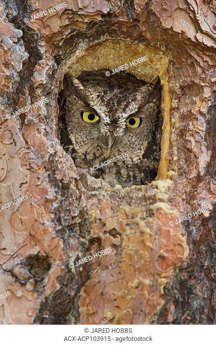 BC, British Columbia, camouflage, Canada, Interior Western Screech Owl, Lillooet, Megascops kennicottii macfarlanei, Okanagan