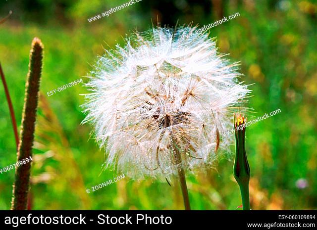 big fluffy dandelion, the flower of salsify, Tragopogon
