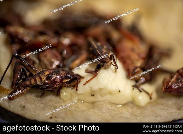 18 November 2021, Mexico, Mexiko-Stadt: Quesadillas with migratory locusts are served at a market. In Mexican cuisine, insects come very often