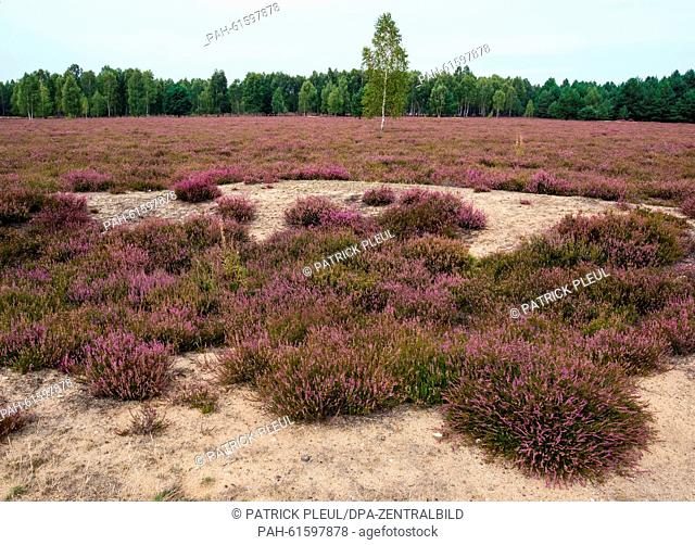 View of the blooming nature reserve Reicherskreutzer Heath near Neuzelle, Germany, 12 September 2015. The area was used as a military training ground for...