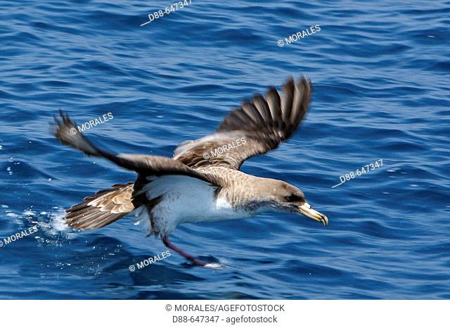 Cory's Shearwater in the strait of Gibraltar. Spain. Calonectris diomedea. Procellariiformes. Procellariides