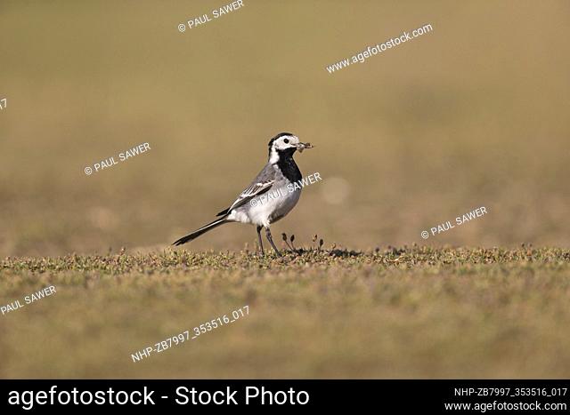 Pied Wagtail (Motacilla alba yarrellii) breeding plumage adult female walking on grass with beakful of insects for chicks, Suffolk, England, May