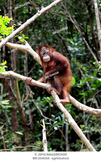 Orangutan (Pongo pygmaeus), half-grown young climbing tree, Sabah, Borneo, Malaysia, Asia