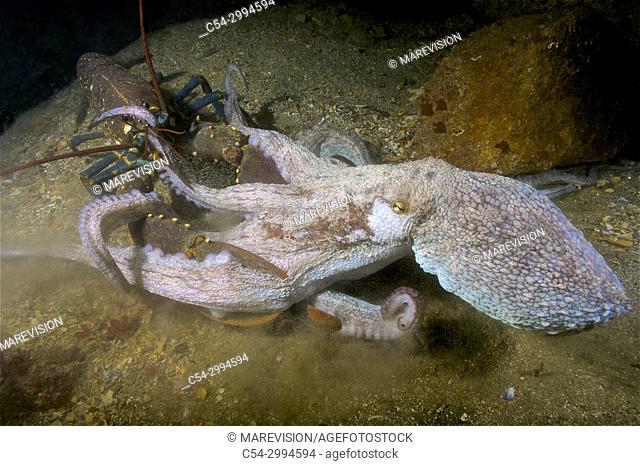 Octopus (Octopus vulgaris) attacking Common lobster (Homarus gammarus). Eastern Atlantic. Galicia. Spain. Europe