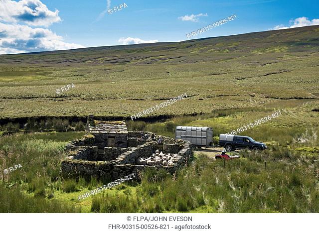 Sheep farming, Swaledale flock in drystone sheepfold with 4x4 and trailer on hill farm, Beck Meetings, Keld, Swaledale, Yorkshire Dales N.P