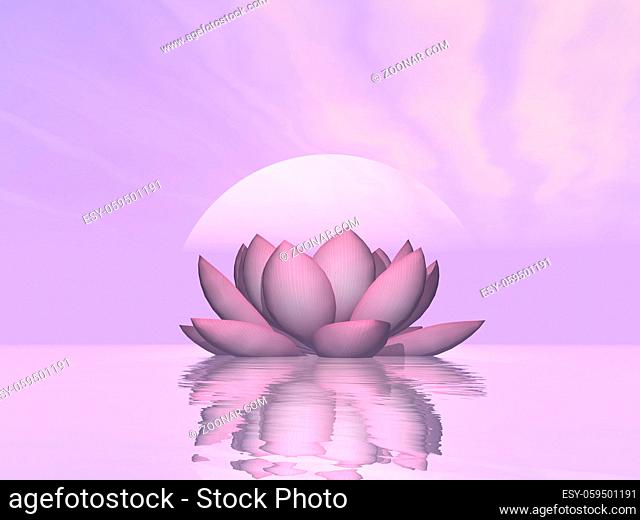 Single lily lotus flower upon water in violet sunset background - 3D render