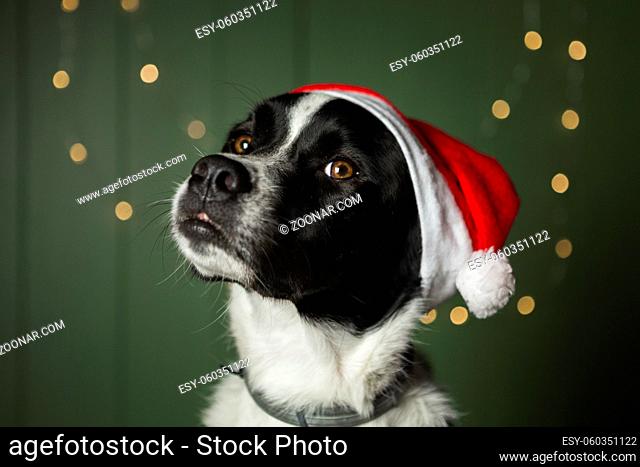 cute dog wearing santa s red hat