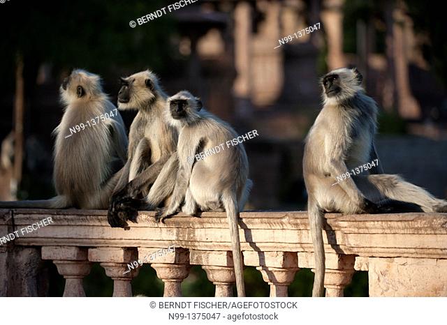 Hanuman langur Presbytis entellus, Common langur, Grey langur, group sitting on balustrade in front of Mandore temples, Mandore Garden, Jodhpur, Rajasthan