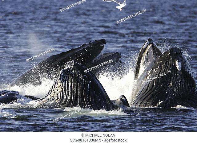 Adult humpback whales Megaptera novaeangliae cooperatively 'bubble-net' feeding in Southeast Alaska, USA Pacific Ocean Note the expanded ventral pleats as well...
