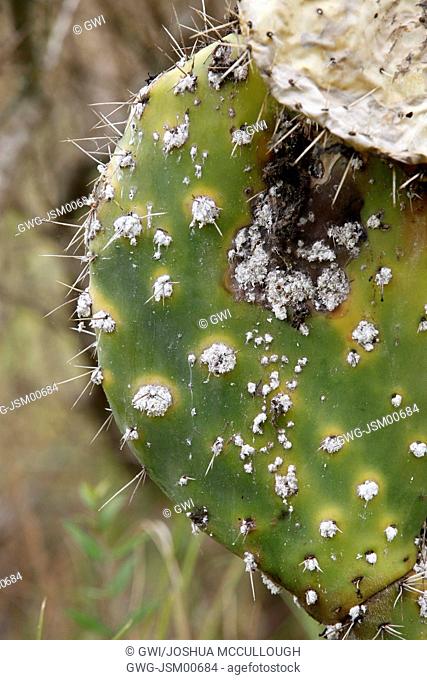 OPUNTIA FICUS-INDICA AFFECTED BY BIOLOGICAL CONTROL