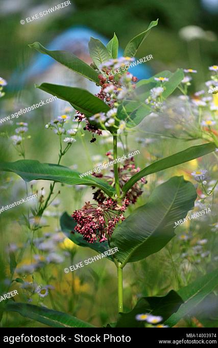 common milkweed (asclepias syriaca) with annual fleabane (erigeron annuus) in an allotment garden