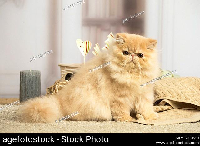 Cream Persian cat indoors