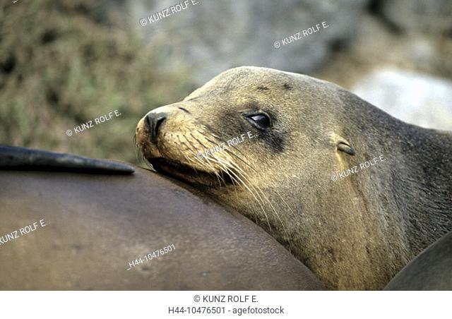 10476501, sea lion, Galapagos sea lion, portrait, Zalophus californianus, Seymour, Galapagos, Sp Wollebaecki