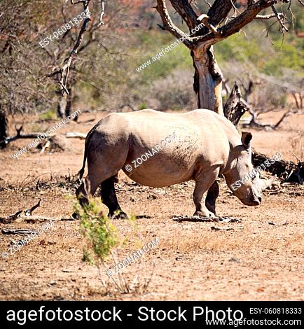 blur in south africa  kruger wildlife  nature reserve and wild rhinoceros