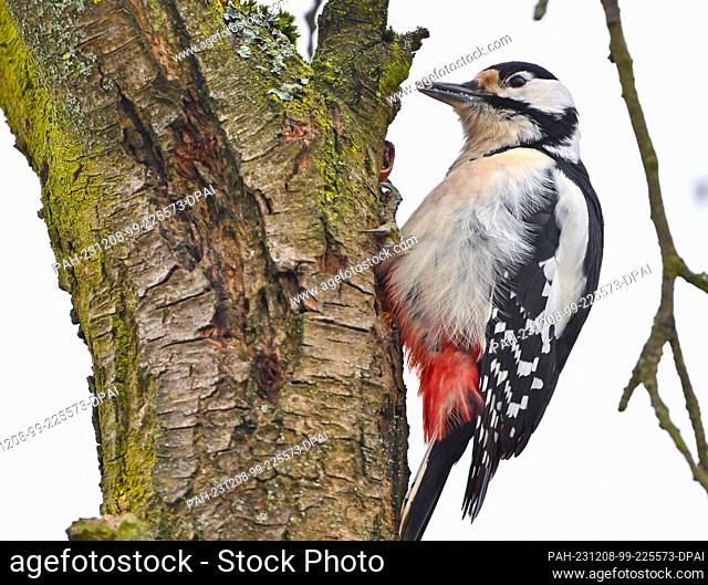 08 December 2023, Brandenburg, Sieversdorf: A great spotted woodpecker (Dendrocopos major) can be seen on a tree in a garden