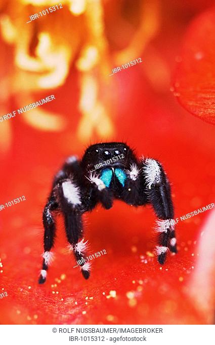 Daring Jumping Spider (Phidippus audax), adult in Texas Prickly Pear Cactus (Opuntia lindheimeri) blossom, Uvalde County, Hill Country, Central Texas, USA