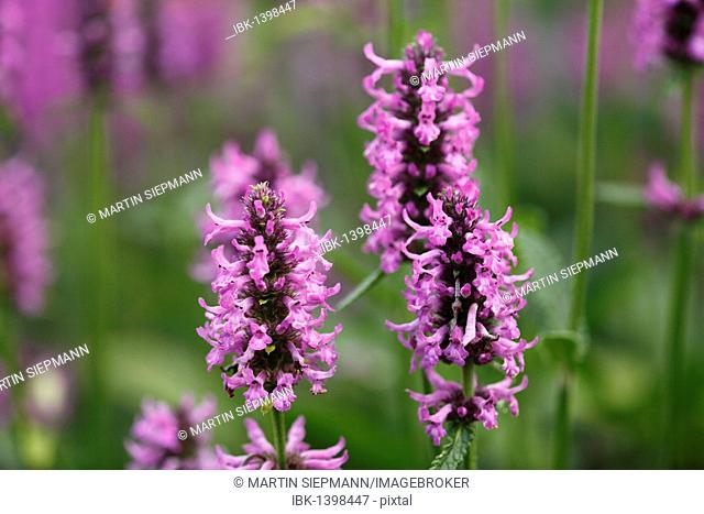 Purple Betony (Stachys officinalis, Stachys betonica, Betonica officinalis), medicinal plant