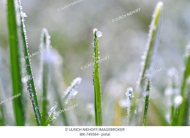Grass covered in morning frost