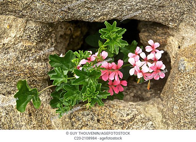 Ivyleaf geranium in a hole in a wall, Dinard, Brittany, Ille et Villaine 35, France