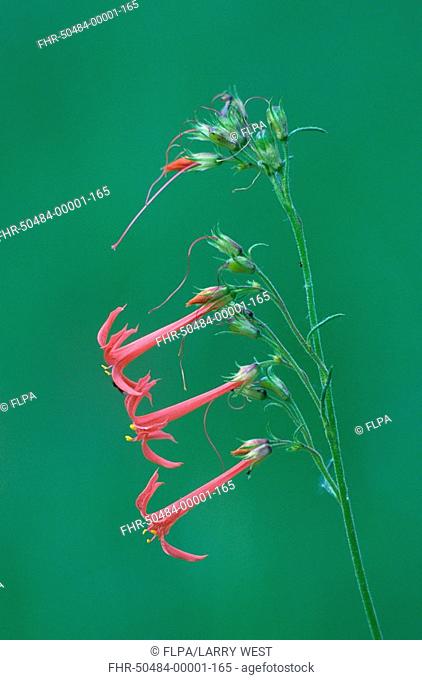 Scarlet Gilia Gilia aggregata close-up of flowers, Colorado, U S A , july