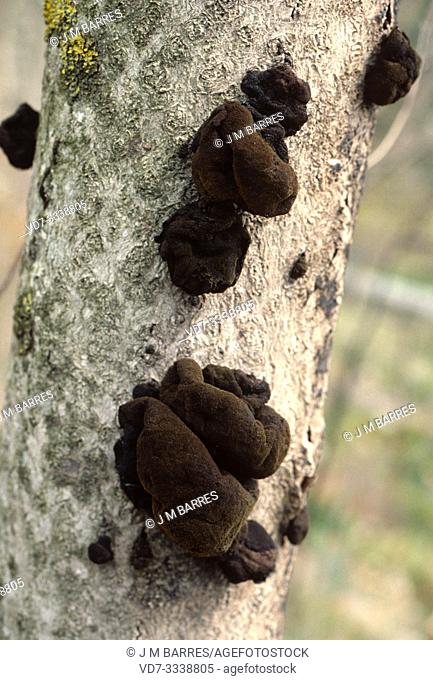 Coal fungus or cramp balsl (Daldinia concentrica) on a trunk. This photo was taken in north Lleida province, Catalonia, Spain