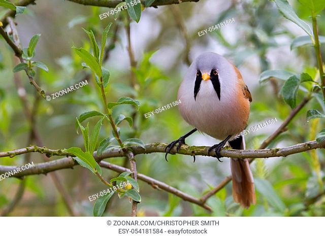 Bearded Tit ( Panurus biarmicus ) close up in the wild