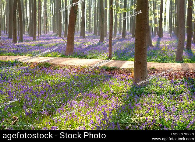 path in Halle forest with bluebell flowers, Belgium