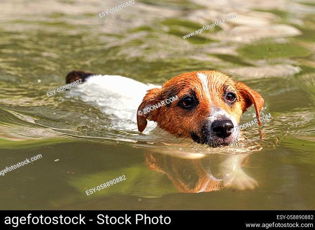 Small Jack Russell terrier swimming in river, only her head visible above water, closeup detail