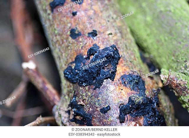 Black brain fungus (Exidia glandulosa)