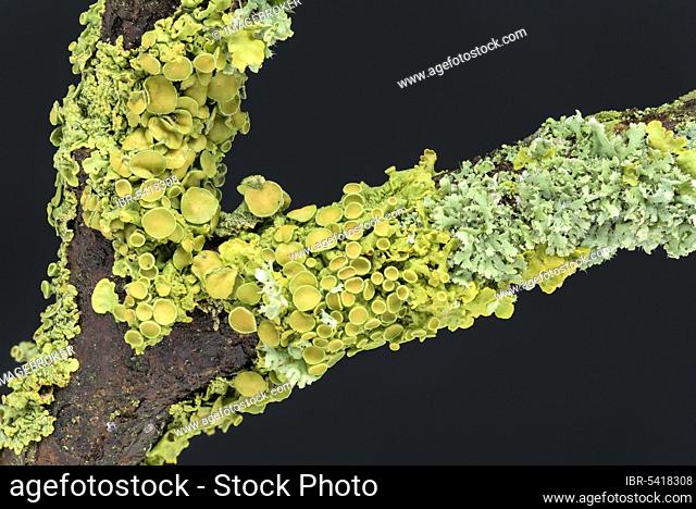 Wall yellow lichen (Xanthoria parietina) (Physia adscendens), helmet callosity, Geo-Naturpark Frau-Holle-Land, Hesse, Germany, Europe