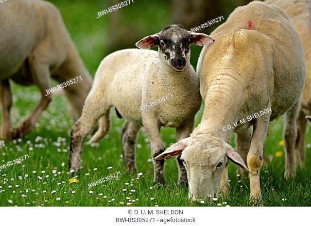 domestic sheep (Ovis ammon f. aries), lamb in a pasture, Germany, Bavaria