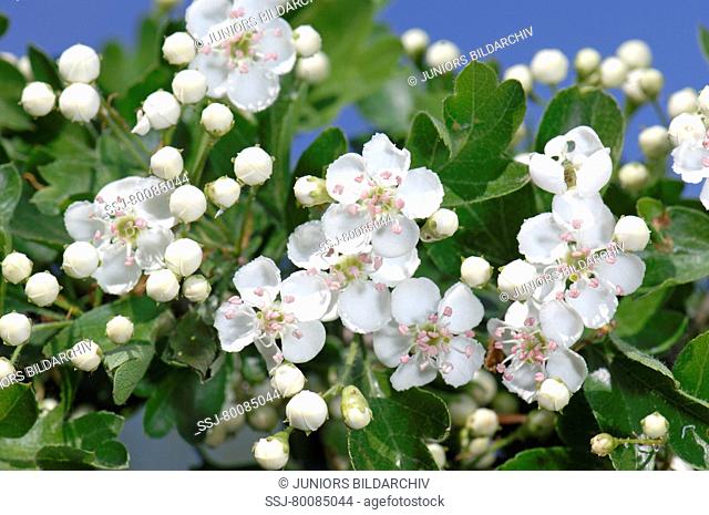 DEU, 2007: Hawthorn, May (Crataegus sp.), flowering