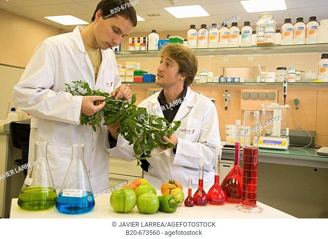 Observation of tomato plant pathogens, Laboratory of Horticulture, Departamento de Producción y Protección Vegetal, Neiker Tecnalia