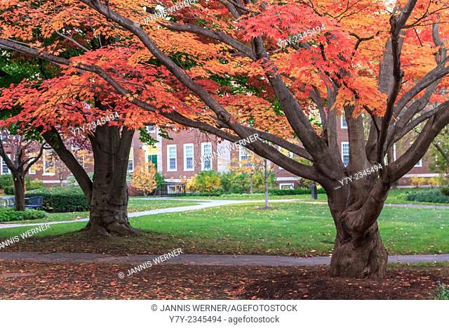 Colorful fall trees on the campus of Harvard Business School in Cambridge, MA, USA