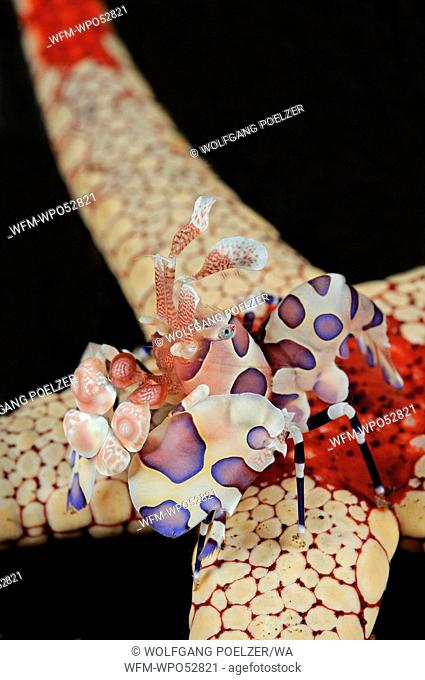Harlequin Shrimp feeding on Necklace Sea Star, Hymenocera elegans, Fromia monilis, Tulamben, Bali, Indonesia