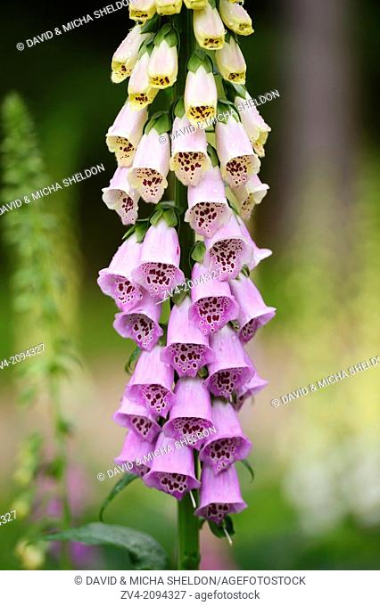 Close-up of a Common Foxglove (Digitalis purpurea) flowering in a forest in Oberpfalz, Germany