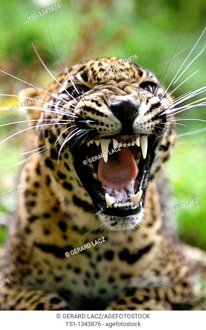 SRI LANKAN LEOPARD panthera pardus kotiya, PORTRAIT OF ADULT WITH OPEN MOUTH IN THREAT POSTURE
