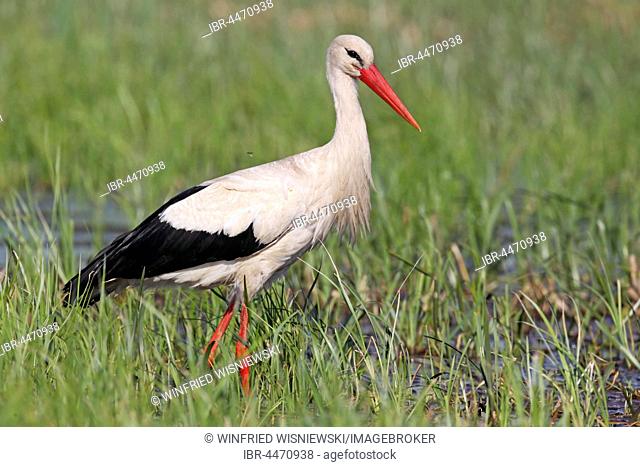 White Stork (Ciconia ciconia), Biebrza National Park, Poland