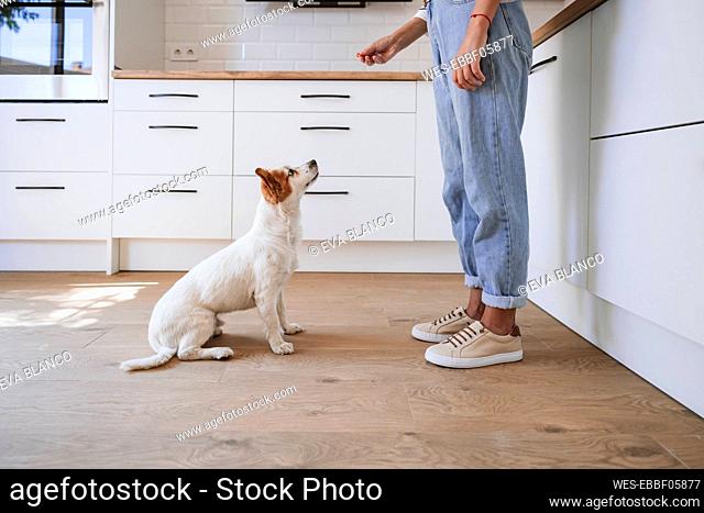 Dog looking at food in woman's hand at home