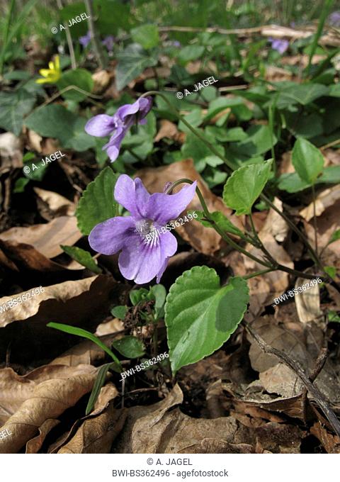 early dog-violet (Viola reichenbachiana), blooming, Germany, Lower Saxony