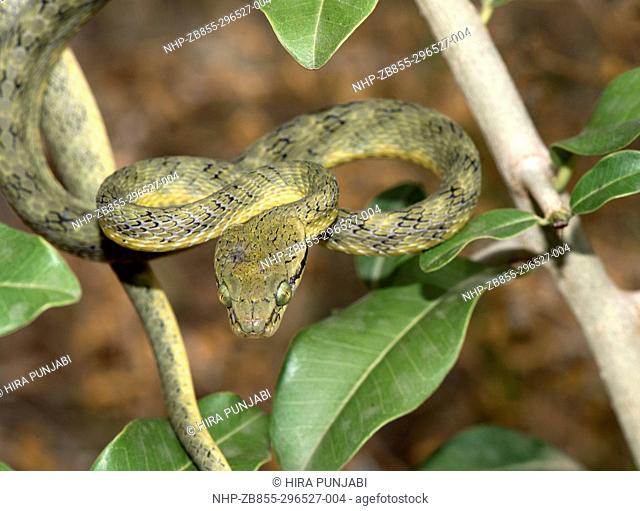 The image of yellow Green cat Snake ( Boiga flaviviridis ) was taken in Hampi, Karnatka, India