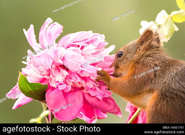 red squirrel smelling and holding a flower in sunlight