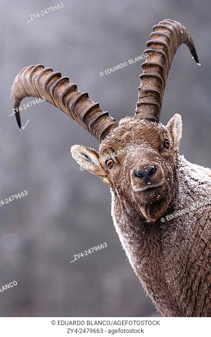 Capra ibex, French Alps, Savoie, France, Europe